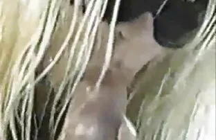 XXX EvilAngel vídeo pornô de bruna ferraz MILF POV Deepthroat